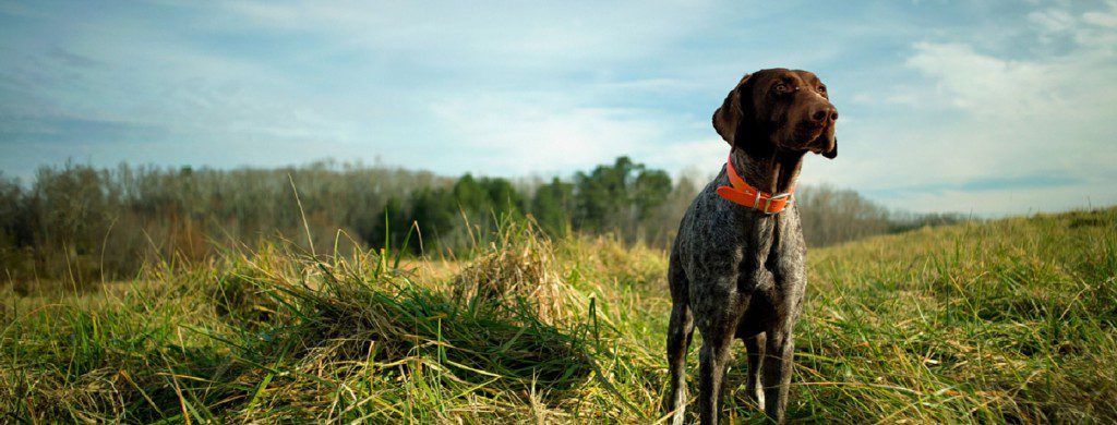 importance of consistency in dog training