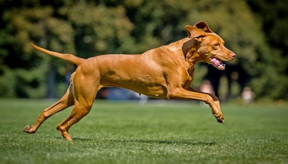 off-leash dog training techniques