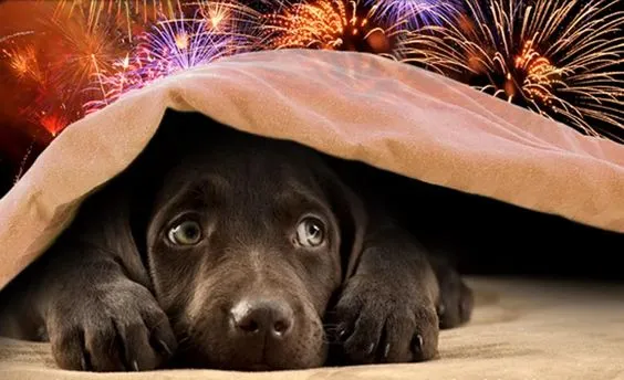 train your dog to stay calm during fireworks
