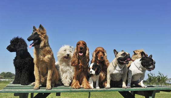 benefits of private dog training classes
