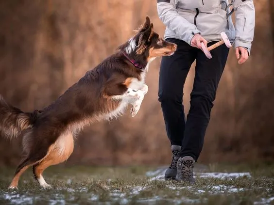 Basic obedience training for dogs